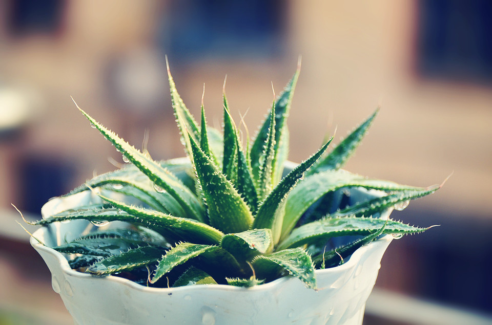 【揚州綠之源環(huán)保】VOCs廢氣治理：那些神奇的植物你知道嗎？