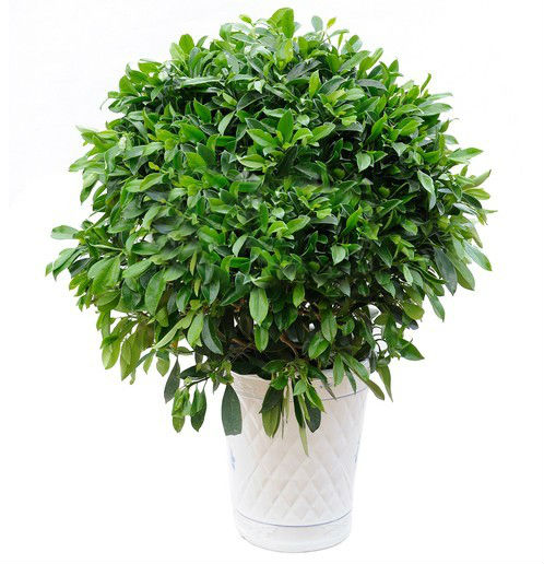 【揚州綠之源環(huán)?！縑OCs廢氣治理：那些神奇的植物你知道嗎？