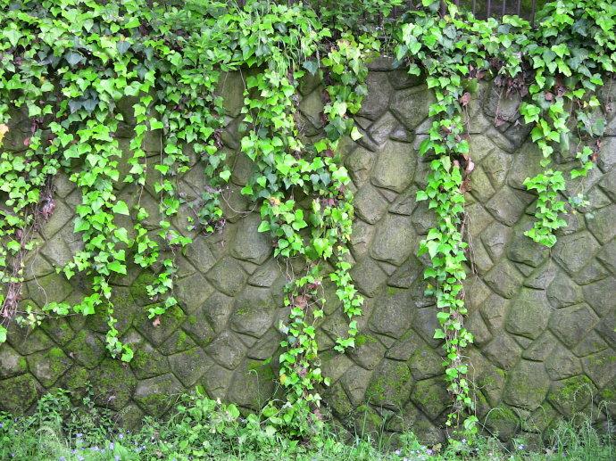 【揚州綠之源環(huán)?！縑OCs廢氣治理：那些神奇的植物你知道嗎？