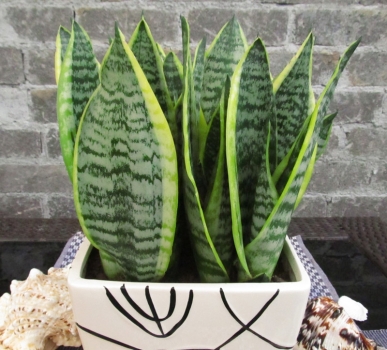 【揚州綠之源環(huán)?！縑OCs廢氣治理：那些神奇的植物你知道嗎？