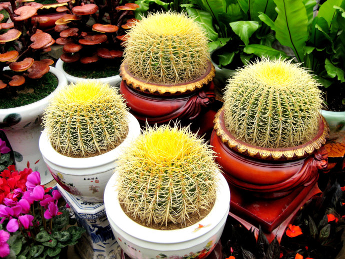 【揚州綠之源環(huán)保】VOCs廢氣治理：那些神奇的植物你知道嗎？