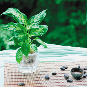 【揚州綠之源環(huán)保】VOCs廢氣治理：那些神奇的植物你知道嗎？