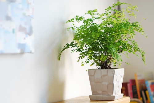 【揚州綠之源環(huán)保】VOCs廢氣治理：那些神奇的植物你知道嗎？