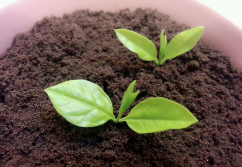 【揚(yáng)州綠之源環(huán)?！看呋紵w式催化劑的研究