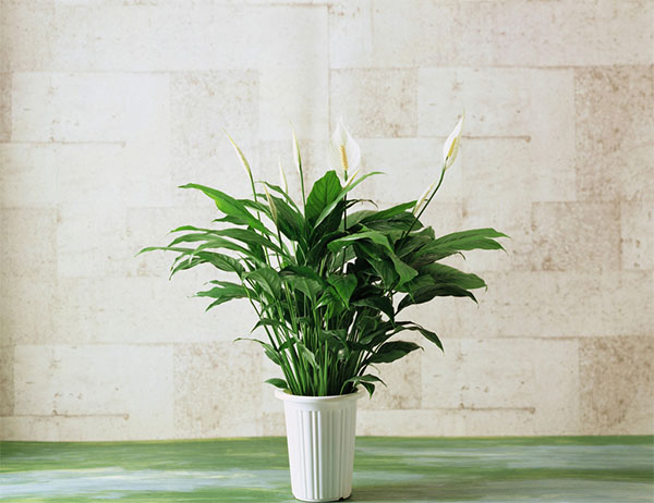 【揚(yáng)州綠之源環(huán)保】布袋除塵器為您“擦亮”藍(lán)天