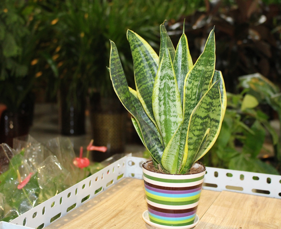 【揚州綠之源環(huán)?！咳颦h(huán)保大行動拉開序幕