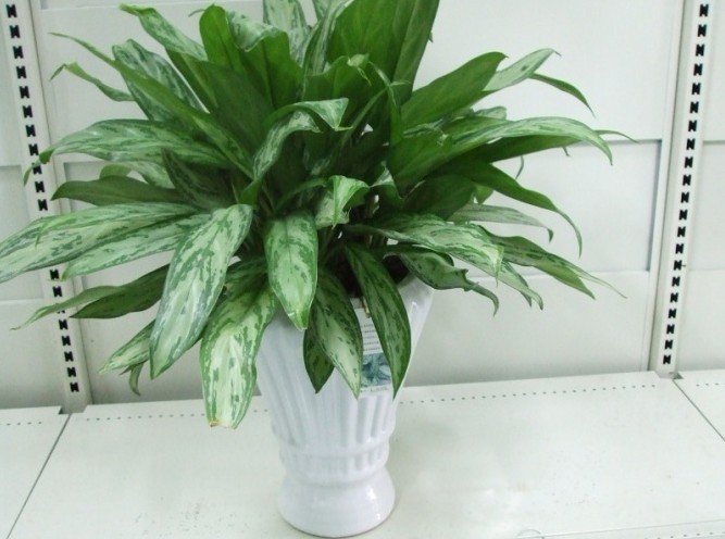 【揚州綠之源環(huán)?！抗矆鏊鵙OCs如何產(chǎn)生？