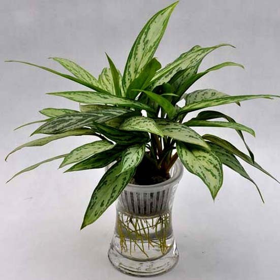 【揚州綠之源環(huán)?！抗矆鏊鵙OCs如何產(chǎn)生？